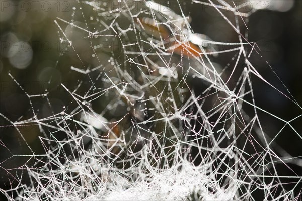 Cobweb of a Sheet Weaver