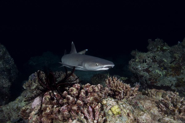 Whitetip reef shark