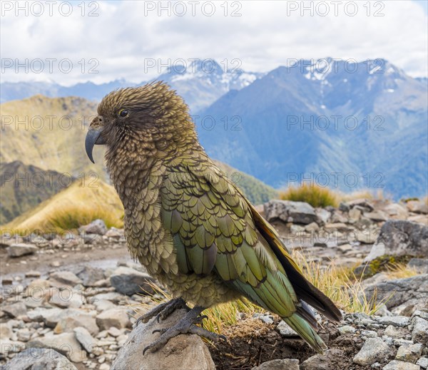 Mountain parrot