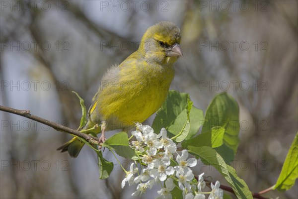 Greenfinch