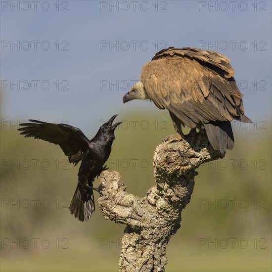 Griffon vulture