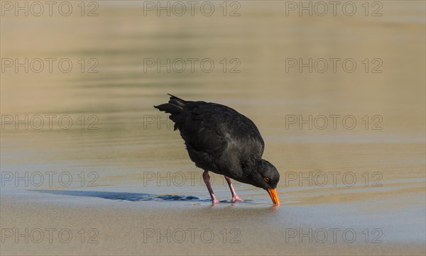 Variable oystercatcher