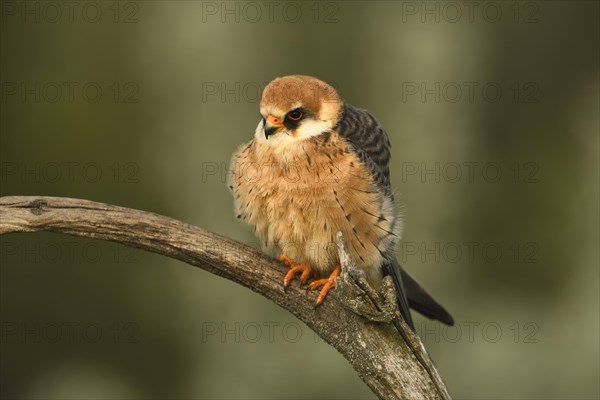 Red-footed Falcon