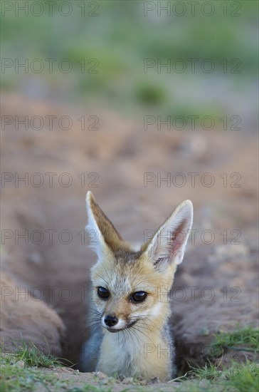 Cape Fox