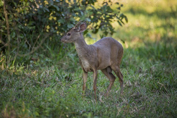 Red brocket