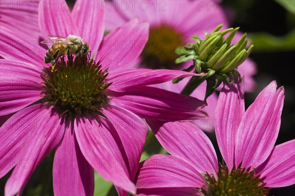 Pollen covered honey bee