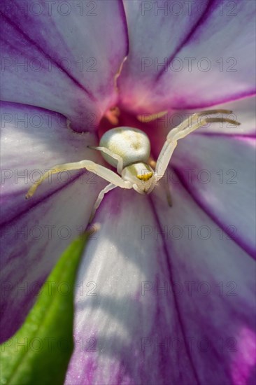 Goldenrod crab spider