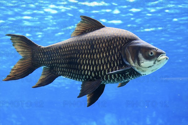 Giant Siamese Carp