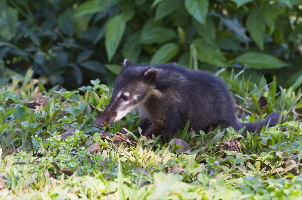 South American Coati