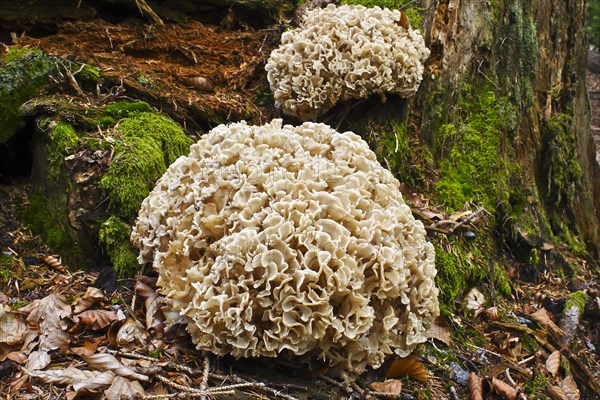 Wood Cauliflower fungus or Wood Cauliflower fungus