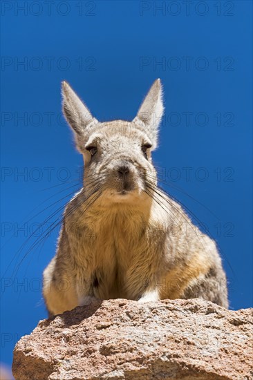 Southern Viscacha