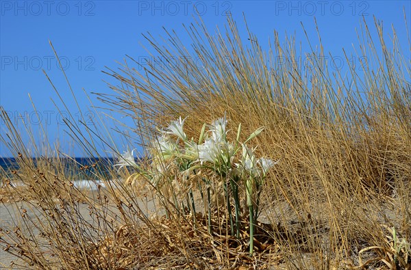 Sea daffodil