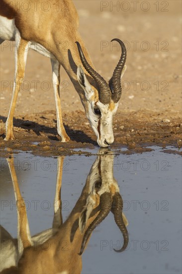Springbok