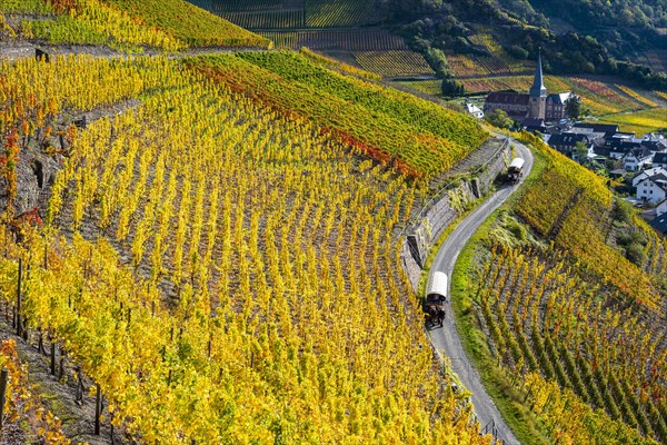 Vineyards in autumn