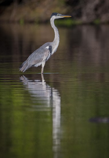 Cocoi heron