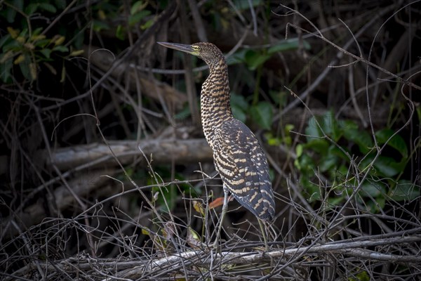 Rufescent tiger heron