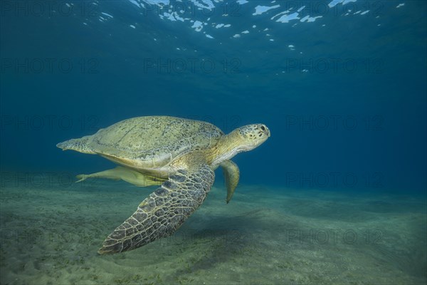 Green Sea Turtle