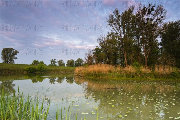 Oxbow lake of the Danube