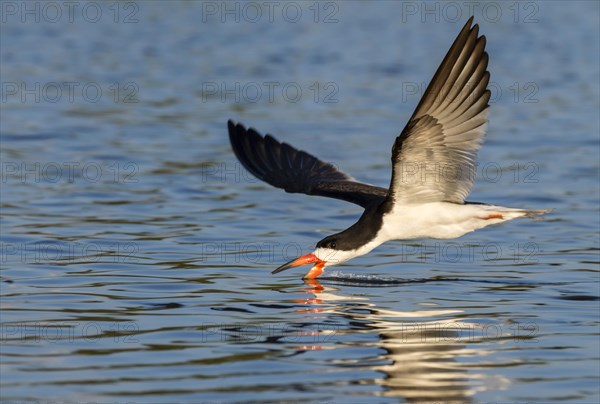 Black Skimmer