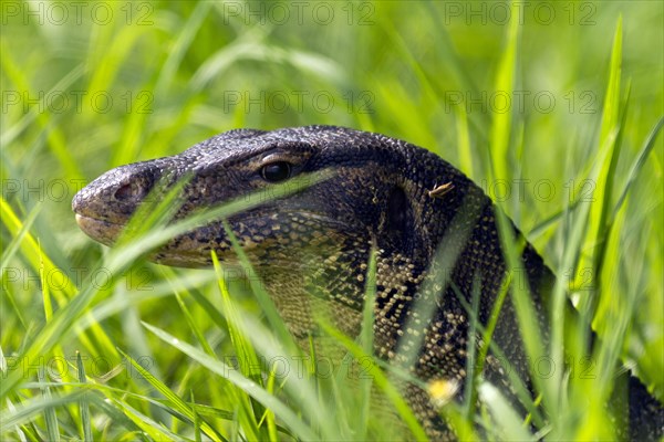 Portrait Water monitor in grass