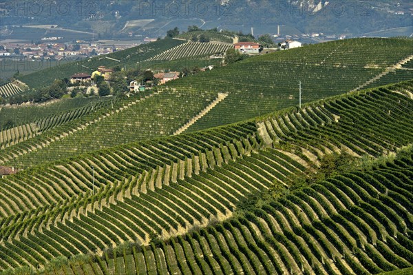 Nebbiolo vineyards