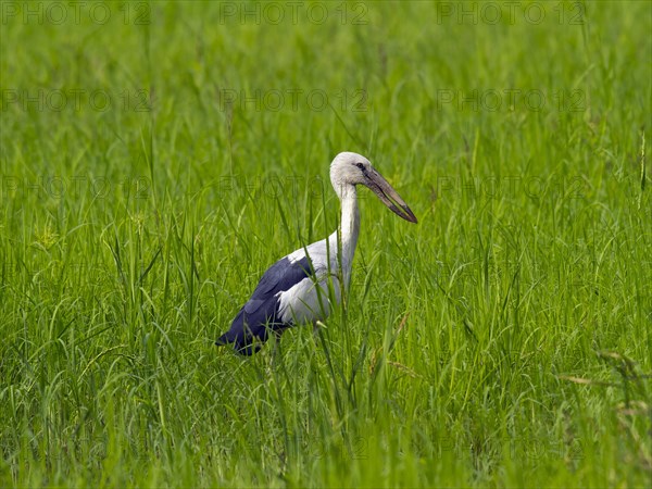 Asian Openbill