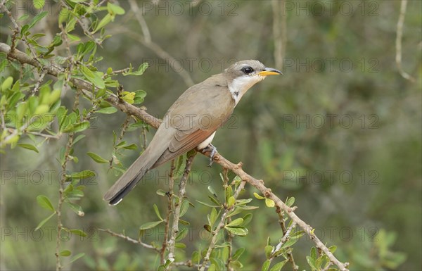 Yellow-billed Cuckoo