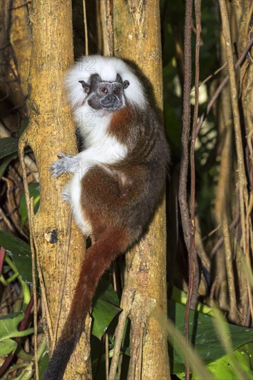 Cotton-top tamarin