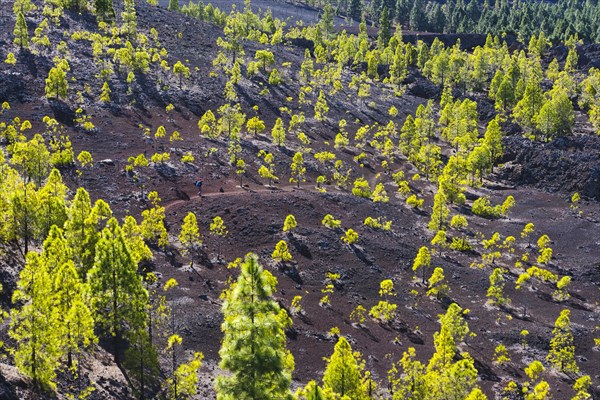 Canary pine