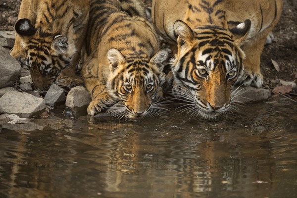 Bengal tigers