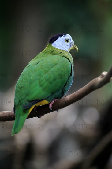 Black-naped fruit dove