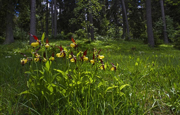 Yellow lady's slipper orchid