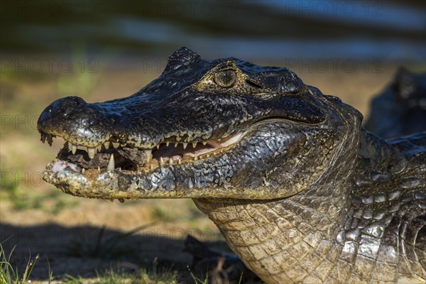 Yacare Caiman