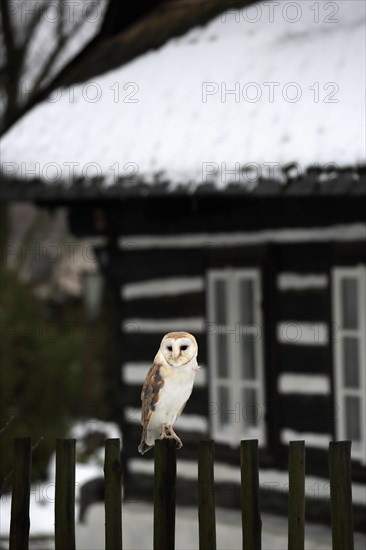 Common barn owl