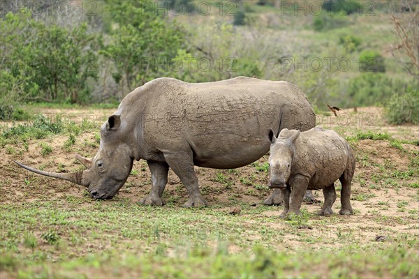 White rhinoceroses