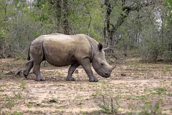 Great White Rhinoceros