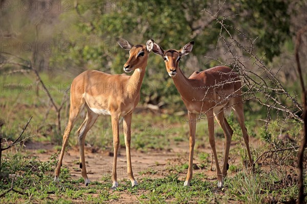 Impala