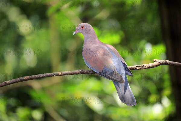 Maranon pigeon