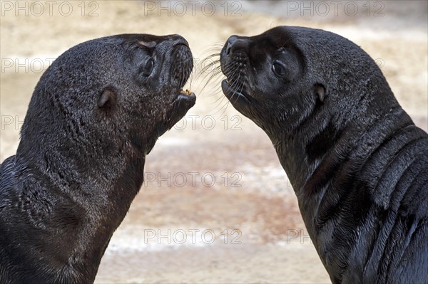 Two South American sea lionn