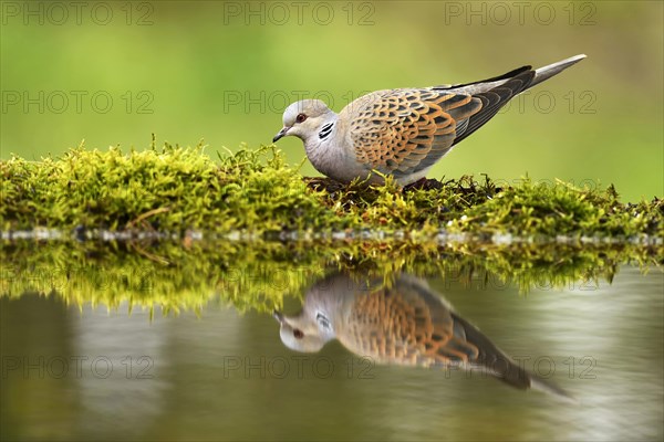 Turtle dove