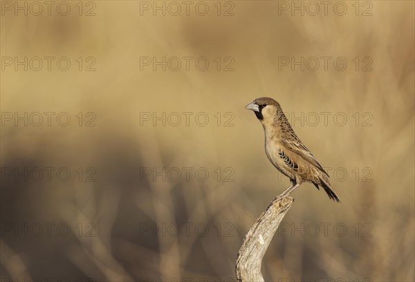 Sociable Weaver