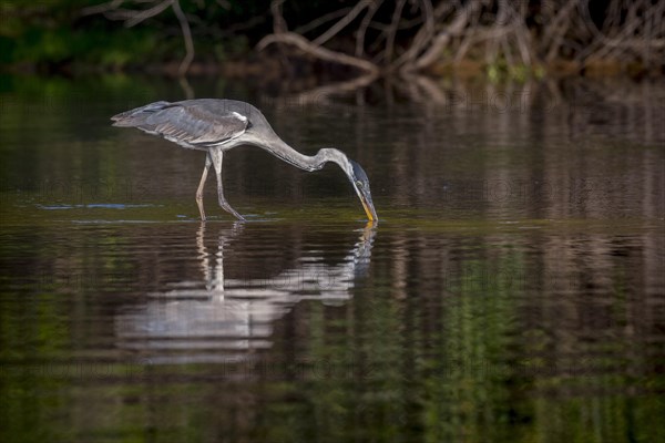 Cocoi heron