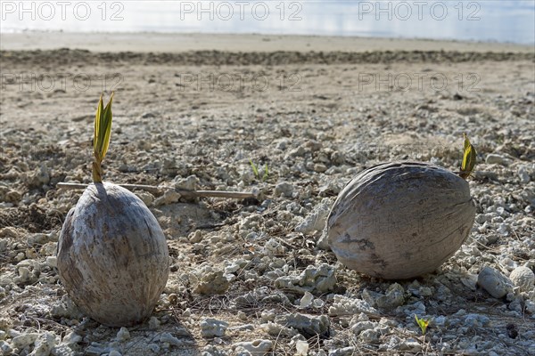 Coconuts with seed on the beach