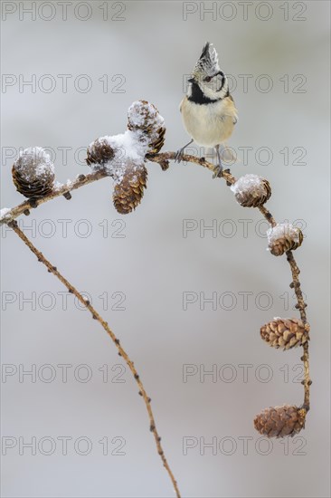 Crested tit