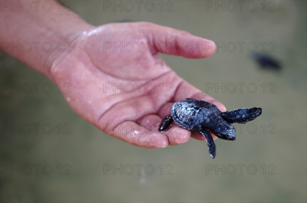 Baby turtle in a hand