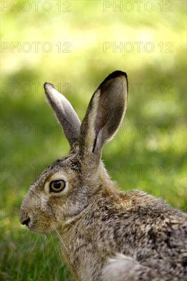 Hare