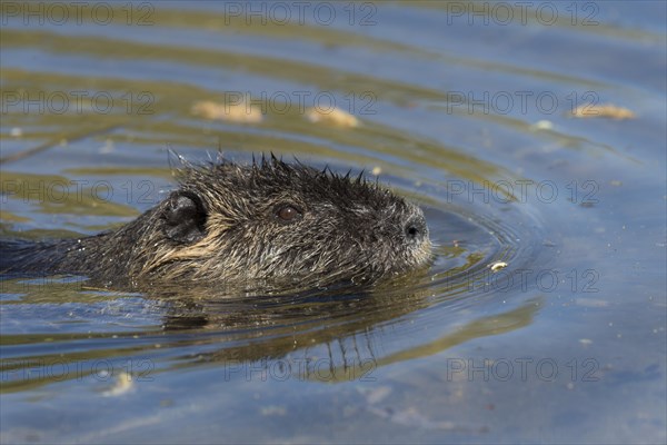 Nutria