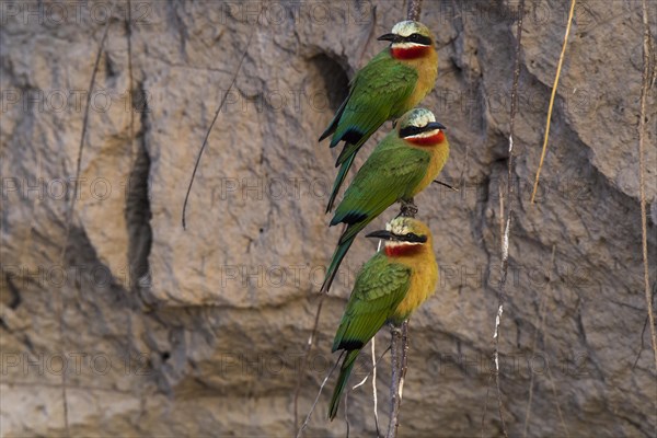 White-fronted bee-eater