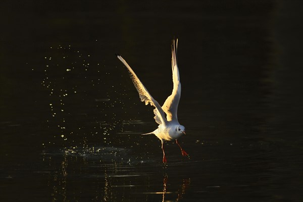 Black-headed gull