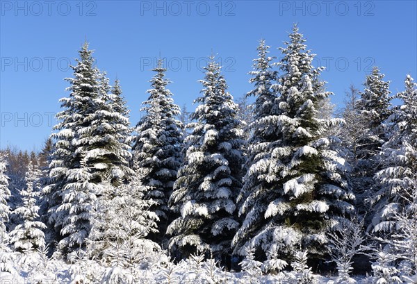 Snowy spruce forest